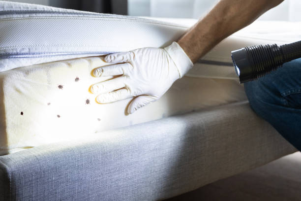 Best Rat Extermination Near Me  in Kirkland, WA