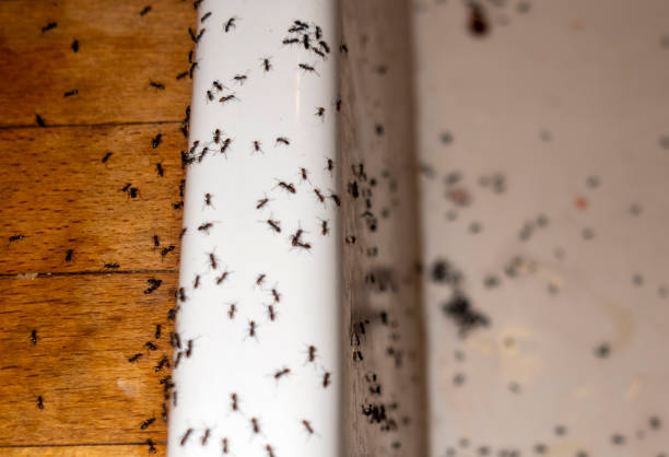 Best Pest Control Near Me in Kirkland, WA