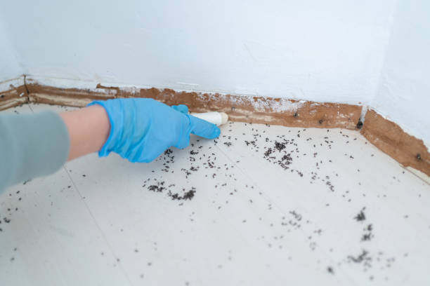 Best Mosquito Control Services  in Kirkland, WA